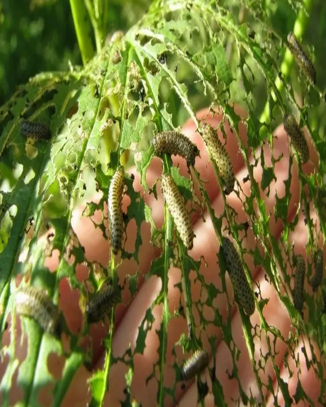 Чем обработать калину во время цветения от вредителей, болезни калины: описание с фотографиями и способы лечения
