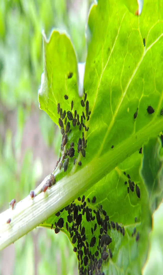 Вредители кориандр — Кориандр (Кинза): посадка и уход в открытом грунте, выращивание из семян