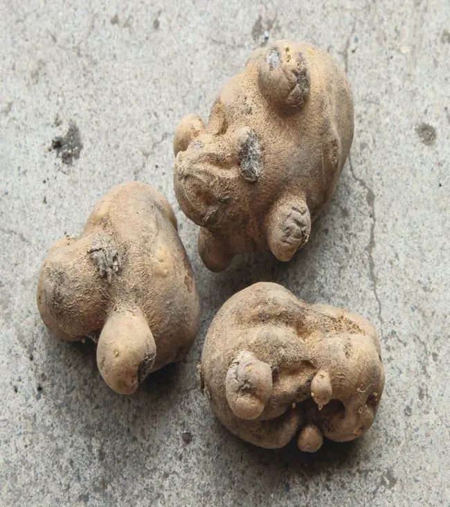 Готика картофеля или вироид веретеновидности клубней картофеля