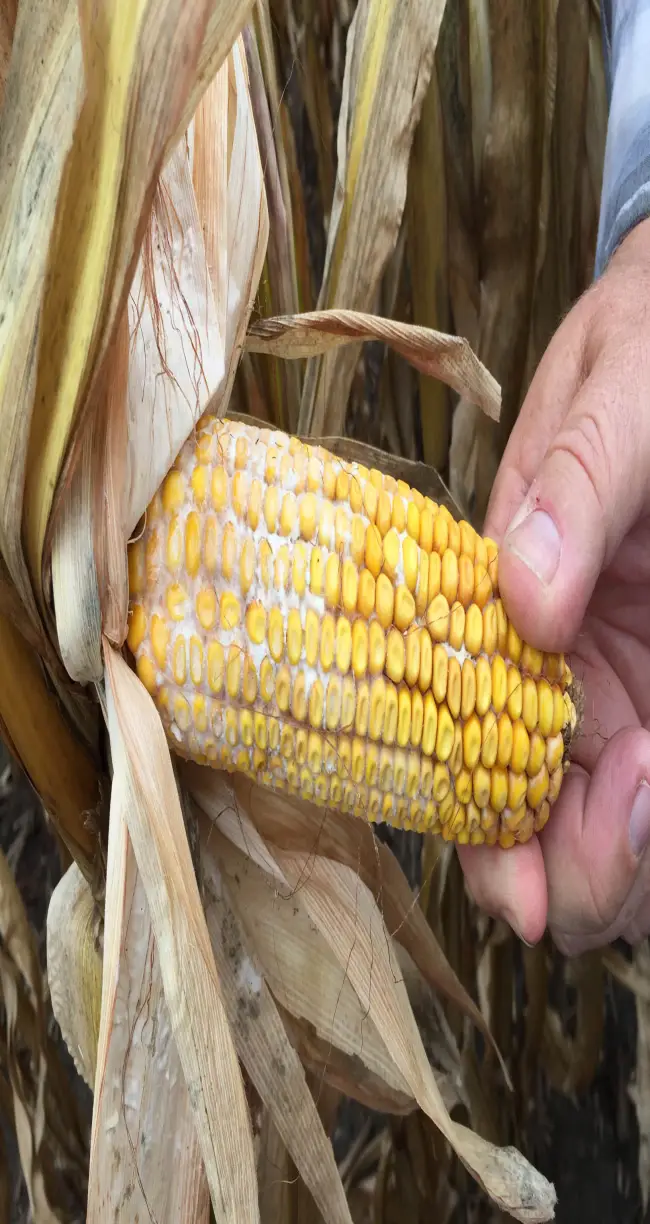 Диплодиоз или сухая гниль кукурузы. Агротехнические способы борьбы с заражением