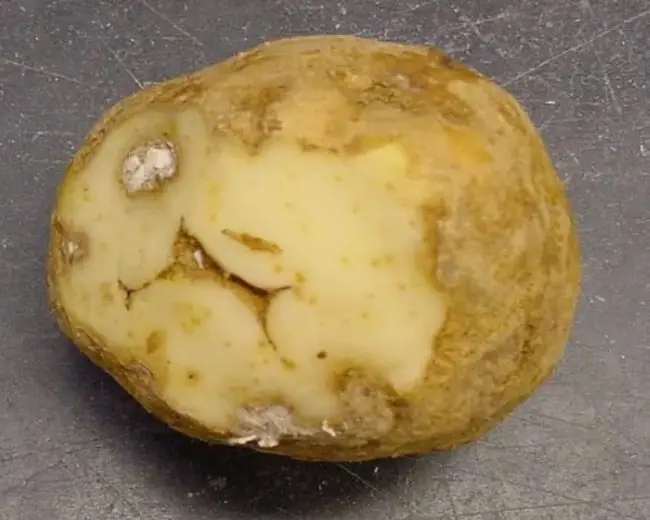 Нематода картофельная золотистая