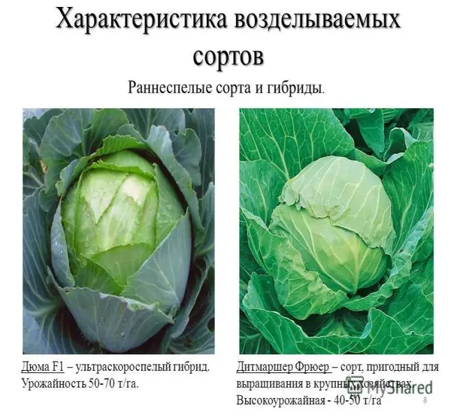 Капуста Дитмаршер Фрюер — описание и отзывы о выращивании сорта