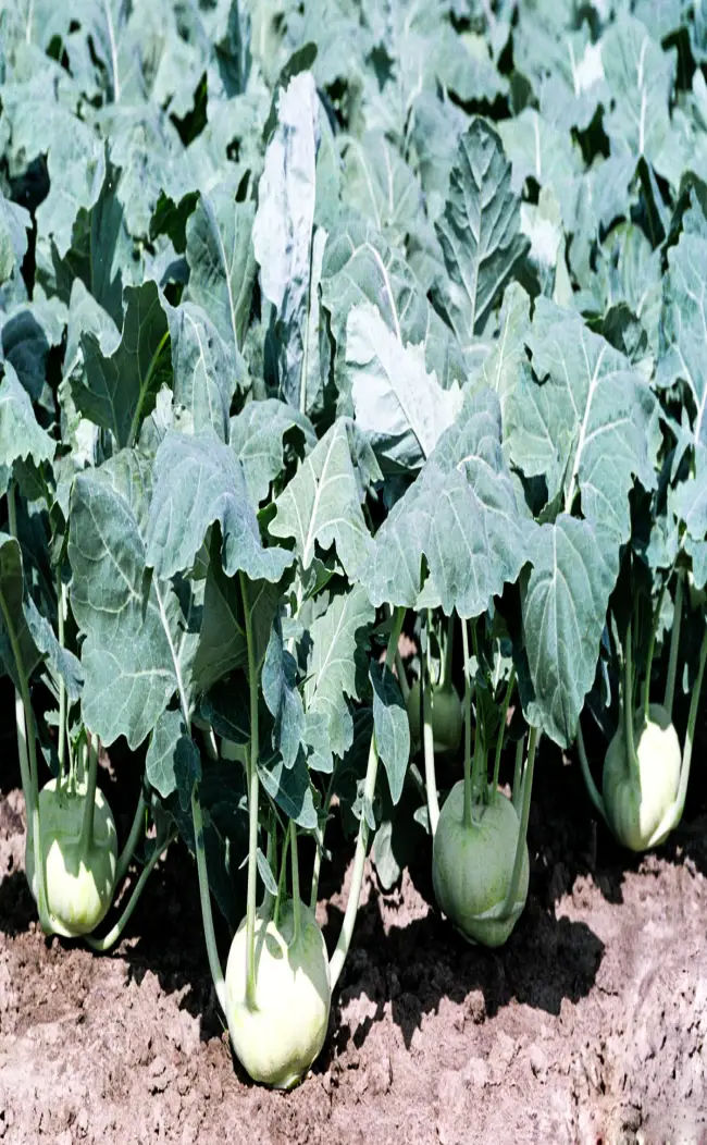 Коссак — сорт растения Капуста кольраби