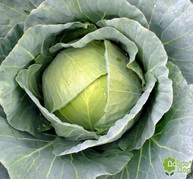 Какими вкусовыми качествами отличается капуста сорта Пруктор Ф1, что нужно знать о правилах ухода за овощем, чтобы получить качественный урожай?