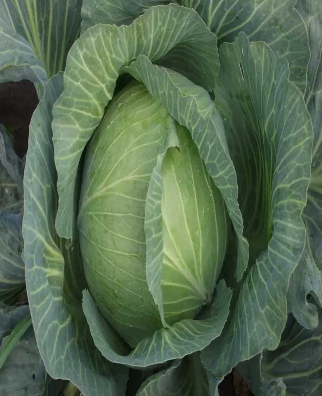 Болезнеустойчивый сорт для салатов — капуста Амтрак f1: описание и отзывы