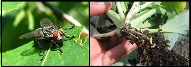 Капустная муха: как с ней бороться народными средствами и препаратами, фото, | Домашняя ферма