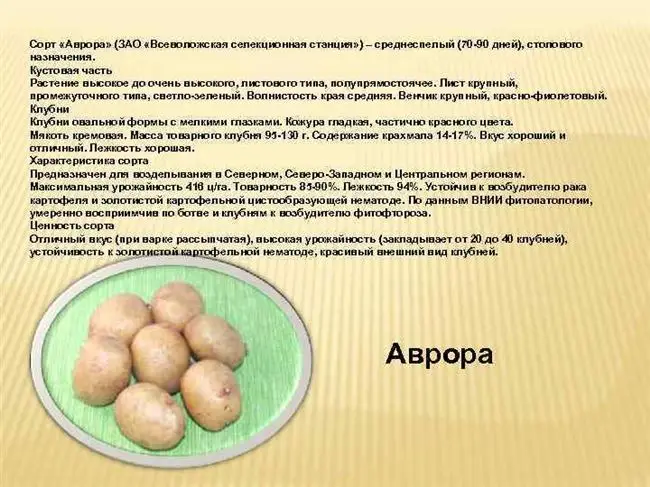 Описание сорта картофеля Аврора