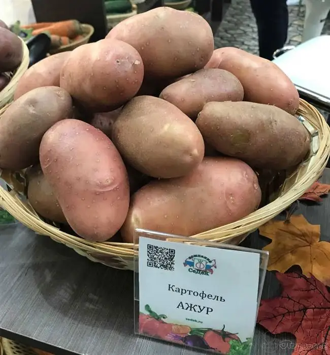 Характеристика сорта картофеля Ажур: описание, отзывы садоводов
