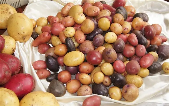 Картофель Аляска | Сорта картофеля
