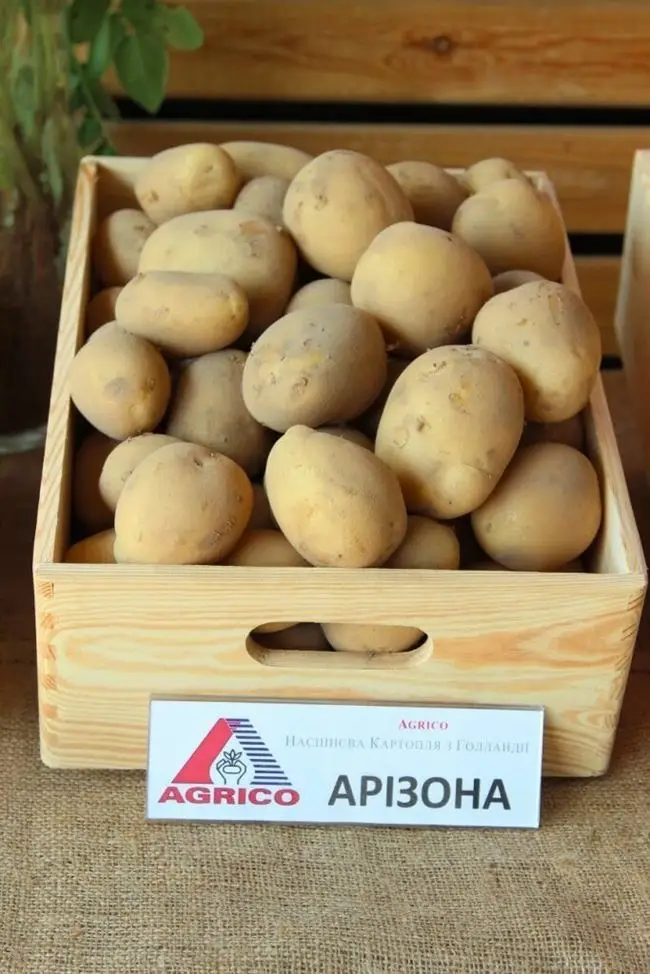 Насколько урожаен картофель Аризона? Как правильно за ним ухаживать и что нужно знать о его выращивании? Каковы особенности сорта?