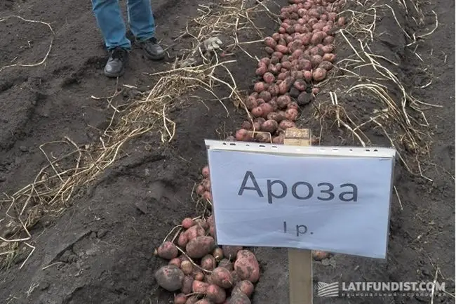 Особенности выращивания раннеспелой картошки Ароза