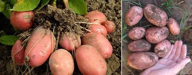 Картофель Беллароза: описание сорта, выращивание, отзывы, фото