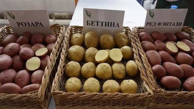Сорт картофеля «Беттина» — описание характеристики отзывы фото видео — Сорта Вики Ру