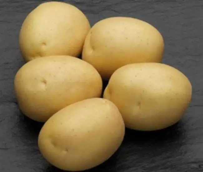 Картофель Бирский | Сорта картофеля