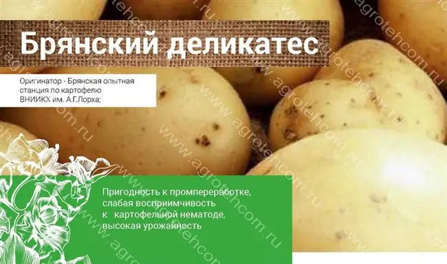 Картофель Брянский деликатес: описание сорта, фото и отзывы, характеристика семенного культивара, вкусовые качества
