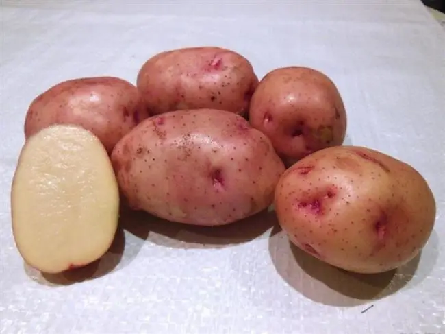 Картофель сорта "брянский красный"
