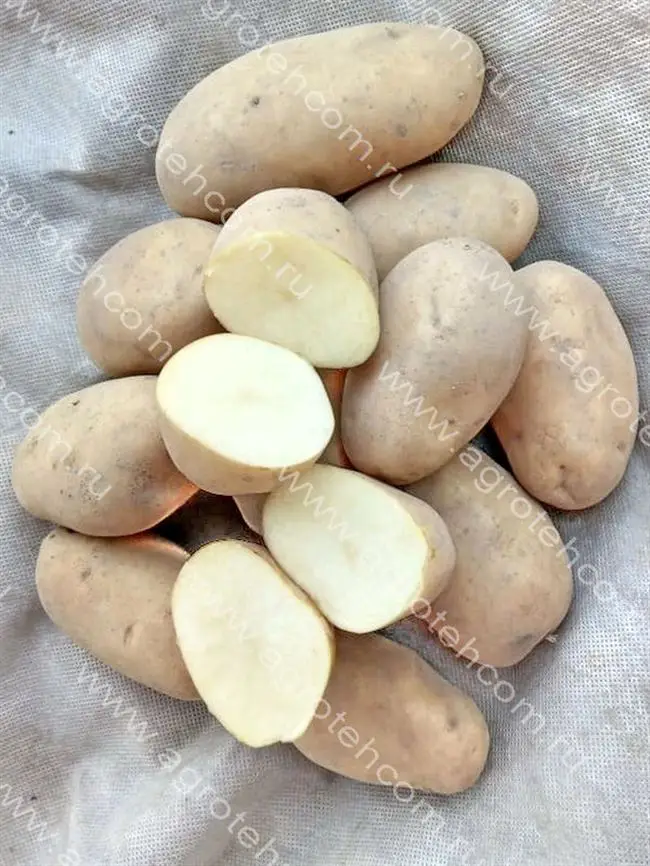 Варяг - сорт растения Картофель