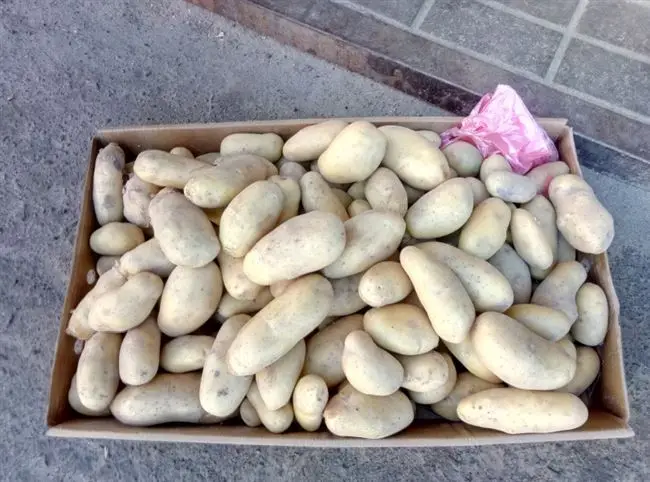 Сорт картофеля Гранада