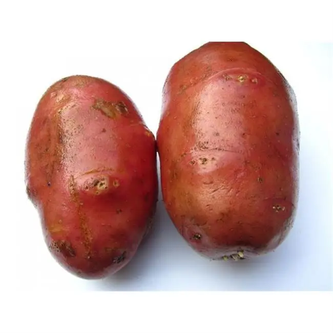 Сорт картошки «Дезире» — агротехника культивирования