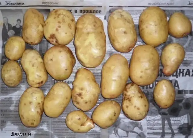 Сорт картофеля Джелли: фото, отзывы, описание, характеристики.