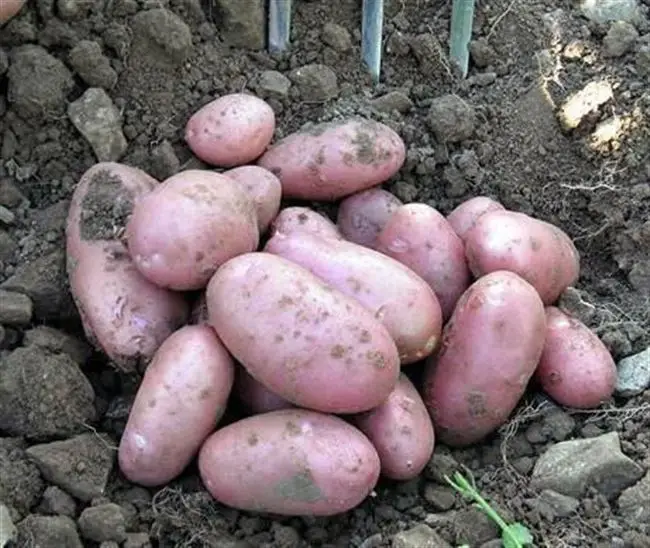 Выращивание картошки Королева Елизавета — что это за сорт?