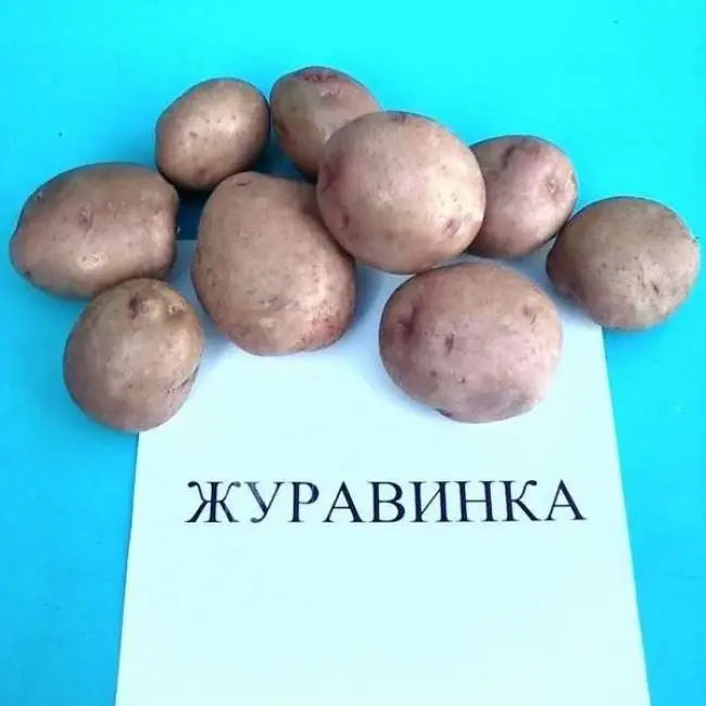Картофель Журавинка или Журавушка: характеристика сорта, вкусовые качества