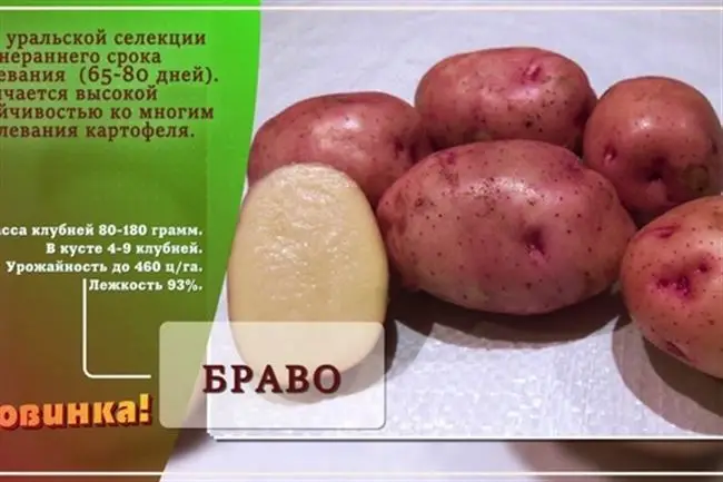 Сорт картофеля Златка: описание и характеристика, фото и отзывы, вкусовые качества