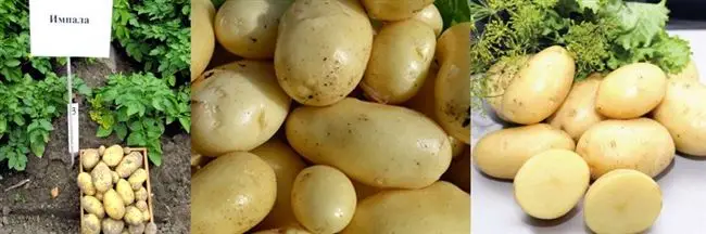 Картофель Импала: 2 урожая в сезон!