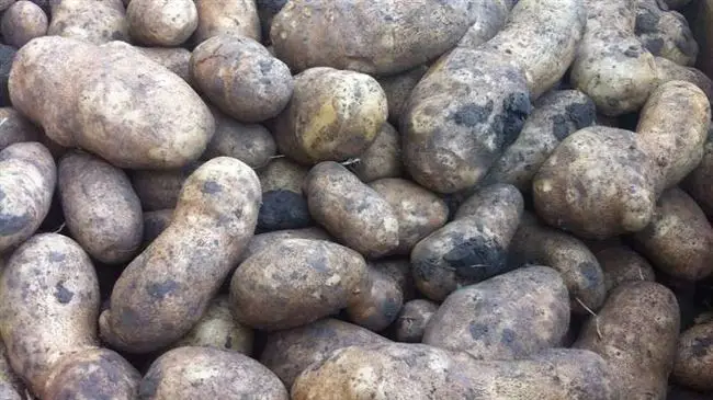 Сорт картофеля Инноватор: фото, отзывы, описание, характеристики.