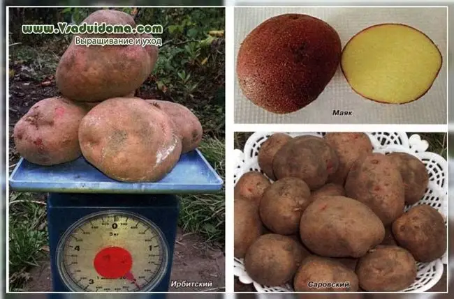 Сорт картофеля Ирбитский: характеристика и особенности выращивания сорта
