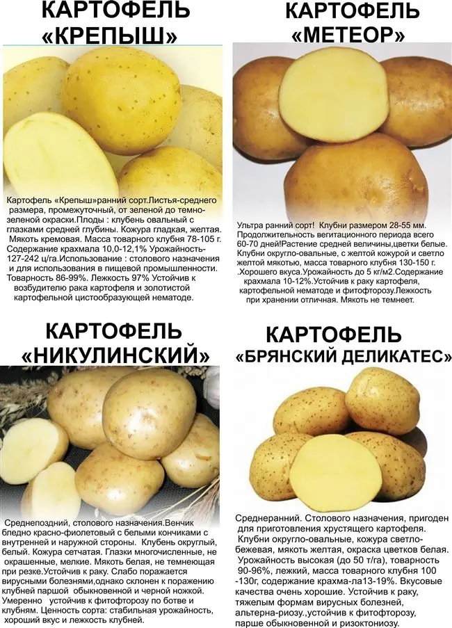 Картофель Кармен | Сорта картофеля