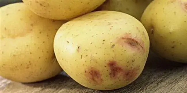 Сорт картофеля "Корона"