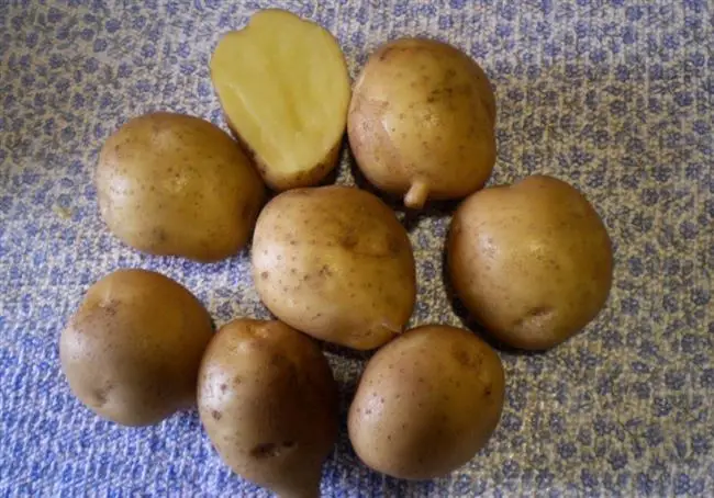 Картофель коронада описание сорта — 12 лучших сортов картофеля 2022, самые вкусные и урожайные