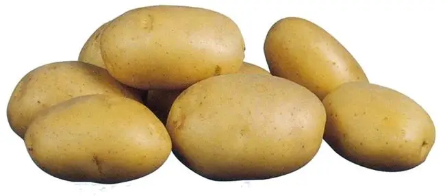 Сорт картофеля "Космос"