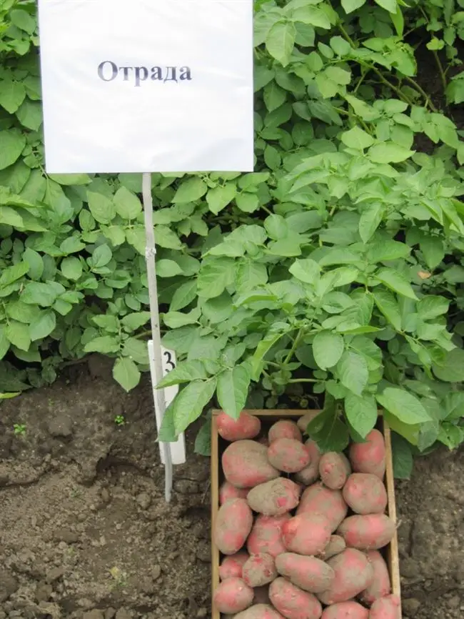 Картофель Красавчик: описание, особенности выращивания и ухода за сортом