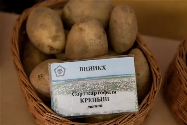 Сорт картофеля Крепыш: фото, отзывы, описание, характеристики.