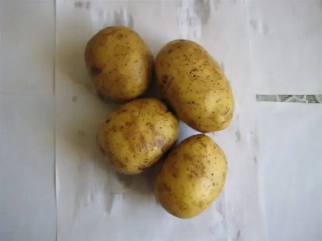 Картофель ладожский описание сорта — Сорт картофеля