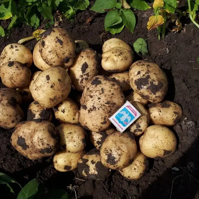 Сорт картофеля Лаперла: описание, фото, отзывы, характеристика картошки Ла Перла