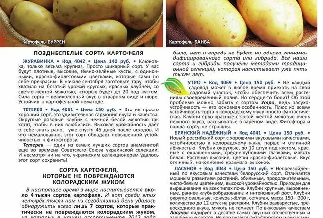 Картофель Лига | Сорта картофеля