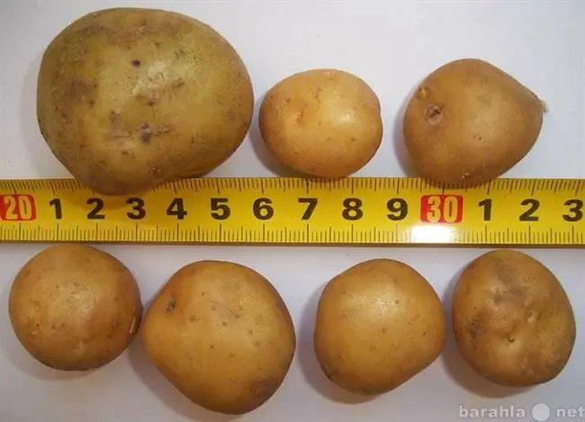 Высокоурожайный любимец дачников — картофель Лина: описание сорта и отзывы