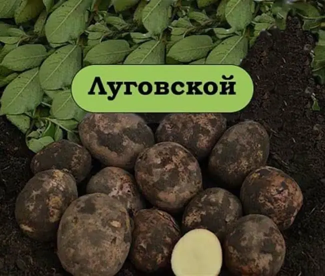 Описание сорта картофеля Луговской