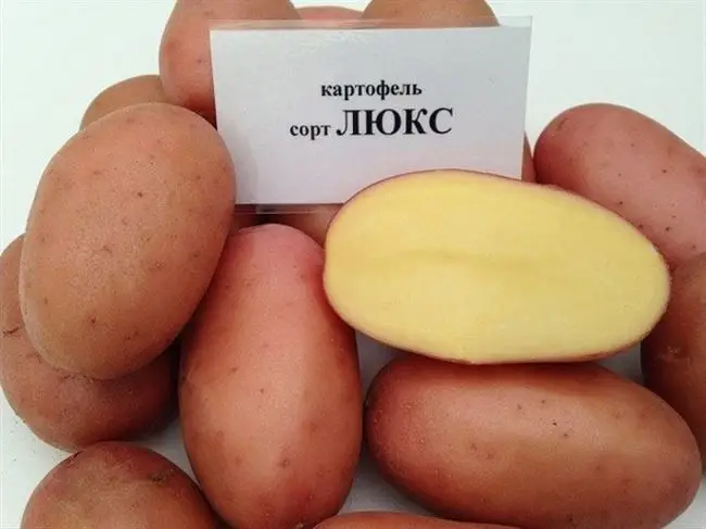 Отзыв о Картофель семенной Люкс | Садим 5 лет