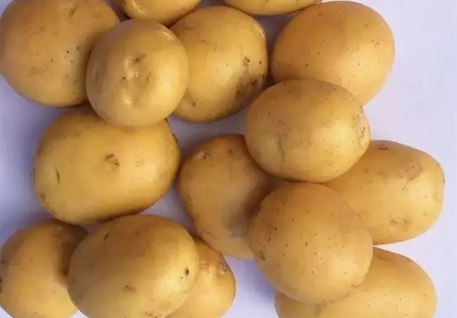 Картошка «Мадейра» — что это за сорт, описание