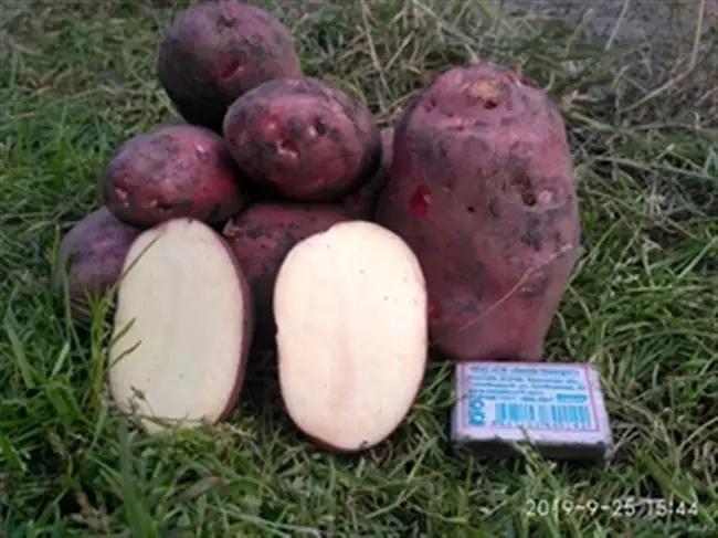 Сорт картофеля Маяк: фото, отзывы, описание, характеристики.