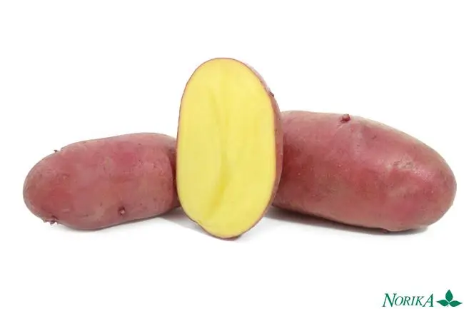 Сорт картофеля Мерлот
