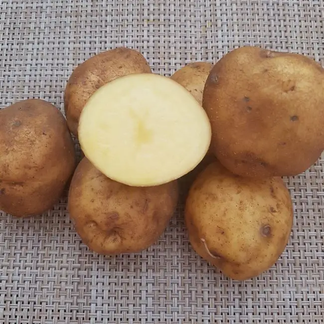 Метеор — сверхранний высокоурожайный сорт картофеля