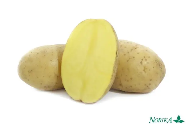 Посевной картофель сорта Пароли — сайт норика