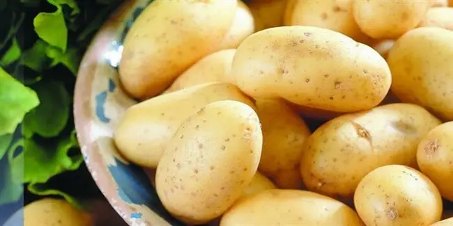 Выращивание среднеспелого сорта картофеля Петербургский