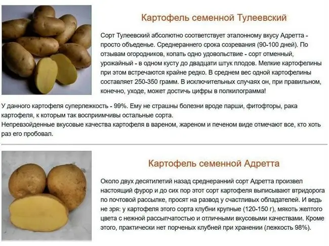 Сорт картофеля «Пила (Peela)» – описание и фото