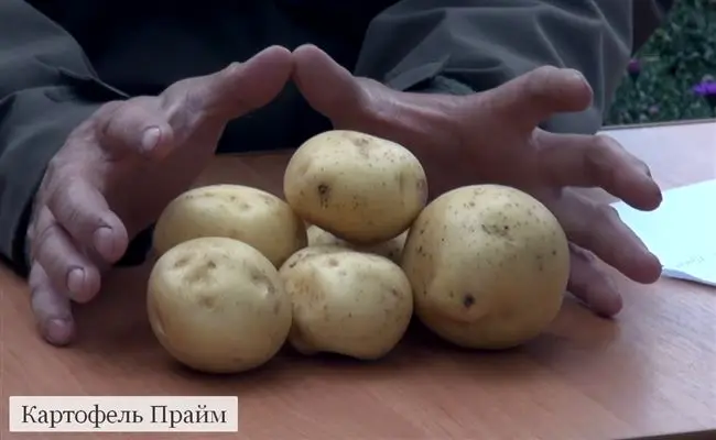 Прайм - сорт растения Картофель